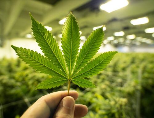 AG Yost sues cannabis operators, alleging rigged prices