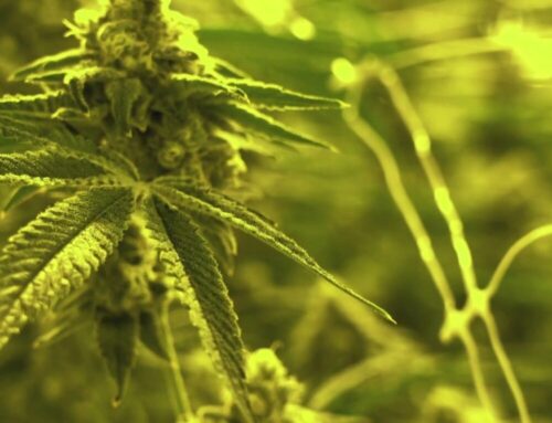 STOCKWATCH INDEX CANNABIS MARKET UPDATE DECEMBER 2025