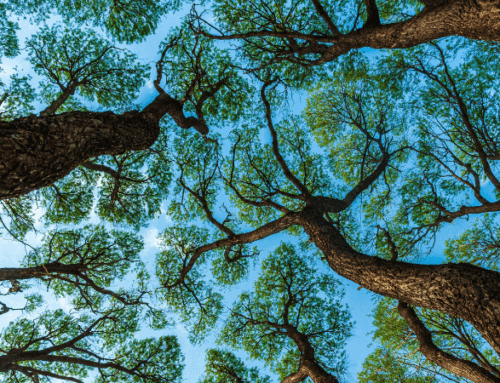 Our Power, Our Planet: Faith Traditions, Unite!