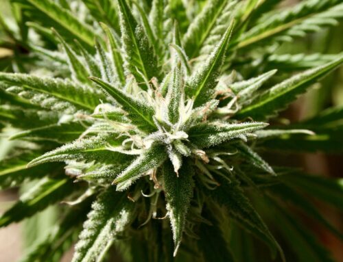 Legal cannabis won’t be on FL ballot, officials say (Newsletter: February 3, 2026)