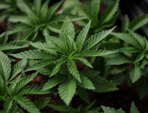 Cannabis, Opium Still Dominate Drug Use Among Afghan Men, Says UN