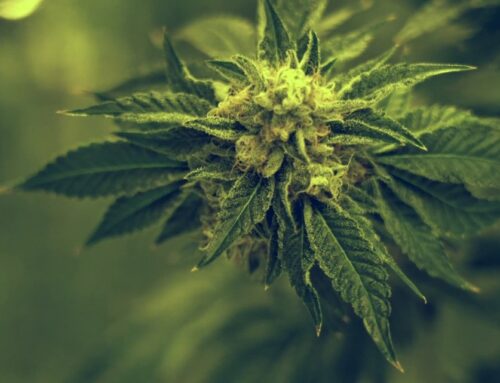 Gov. Andy Beshear urges expansion of medical cannabis program to aid more Kentuckians