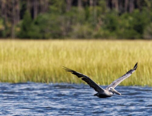 Environmental groups petition city of Charleston to revisit Cainhoy development plan