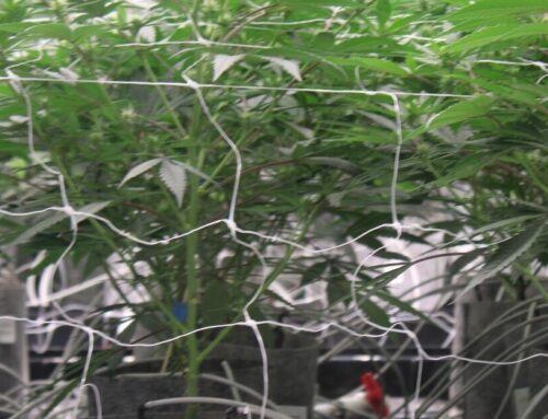 Vermont State University named Educational Partner for 2026 Vermont Cannabis Convention