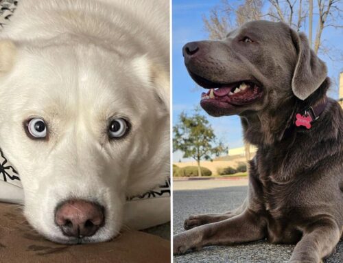 Amazon CEO: Ring pet-finder AI tool found 99 dogs