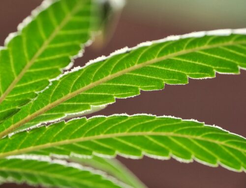 Anoka opens country’s only city-owned dispensary