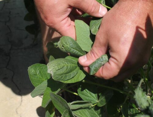 Trump administration approves weed killer dicamba for two common genetically modified crop