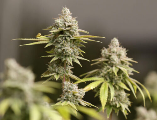 Ohio AG Alleges Collusion Keeping Cannabis Prices Artificially High