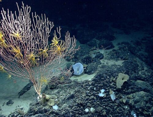 Trump ends restrictions on commercial fishing in protected area