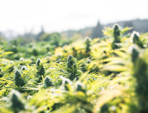 New bills propose restorative penalties for youth cannabis use and strict criminal sanctio