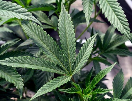 Senate committee advances cannabis legislation with new legal penalties