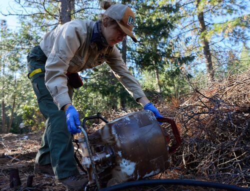 ‘Little death bombs’: Illegal cannabis farms poison California’s forests. Who’s cleaning t