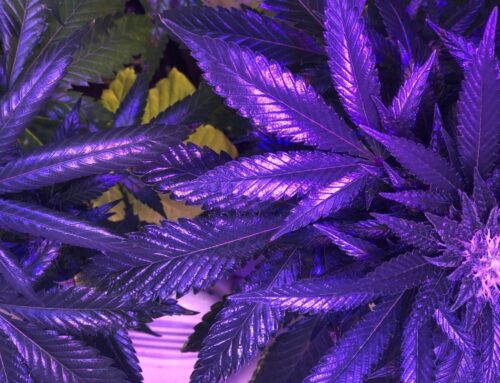 Wisconsin Senators Approve GOP-Led Medical Marijuana Bill As Democrats Push Broader Recrea