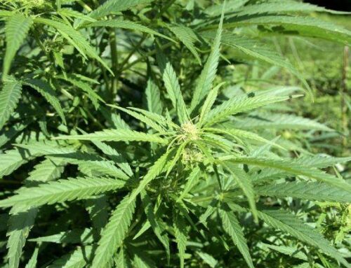 Cannabis caper ends with chase, no charges