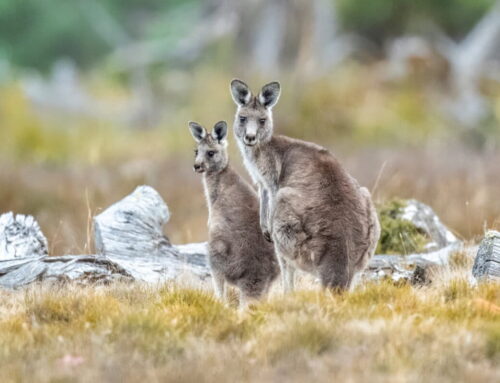 Financing biodiversity: Lisa Miller on investing in nature