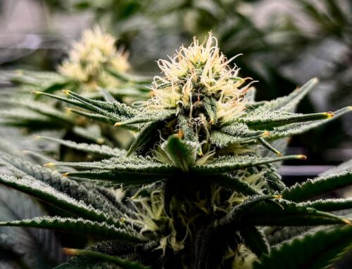 Medical cannabis suppliers consider future in Virginia’s retail marketplace