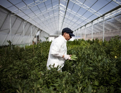 Federal Push to Reclassify Cannabis Could Transform Insurance Market for Industry