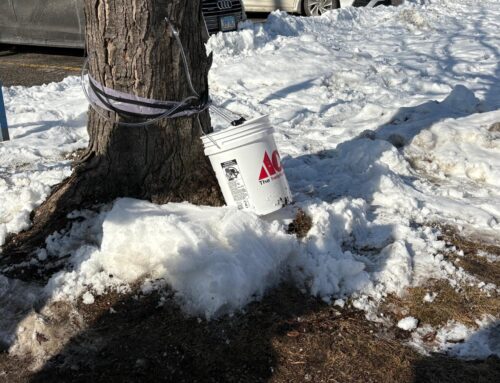 Native maple tree tapping workshop explores relationships with environment
