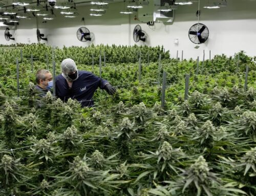 Nevada cannabis sales drop 9% as illegal market grows