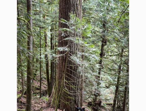 Environmental bills to watch for