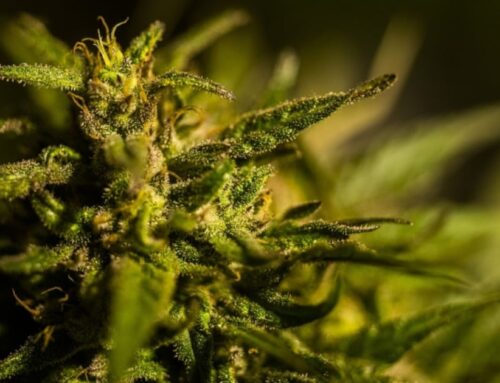 Investor Outlook: Medical cannabis grows as U.S. reclassification nears