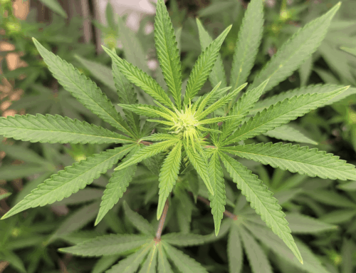 Wisconsin Democratic Lawmakers Announce New Marijuana Legalization Bill To Promote ‘People