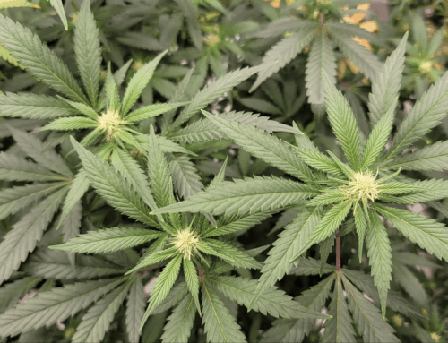 Wisconsin medical cannabis bill advances in Senate (Newsletter: February 6, 2026)