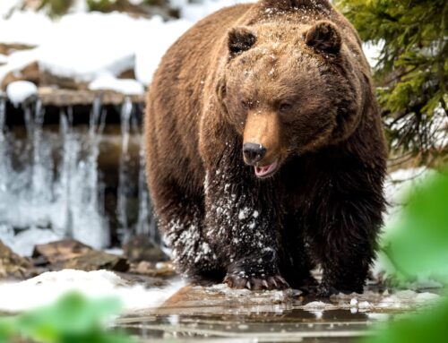 Analysts divided on Bitcoin bear market calls as prices inch up from $77,000