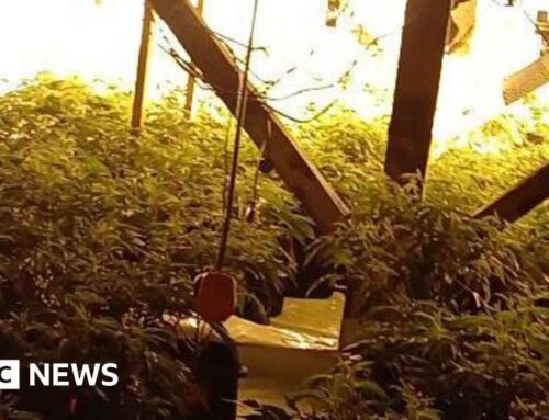 Rotherham cannabis farm raid sees drugs worth £750,000 seized