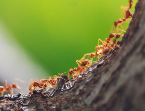 From single queens to mega-colonies: How ant societies are shaped by the environment