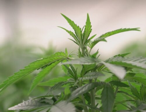 If approved, Kentuckians with these 16 medical conditions may qualify for medical cannabis