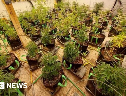 Police raid uncovers hundreds of cannabis plants in Essex