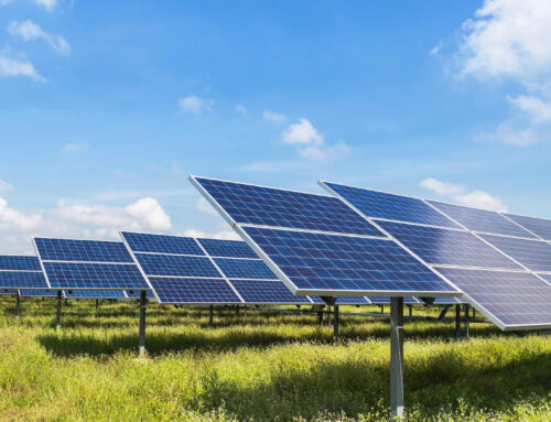 Farmers discover staggering benefits of pairing solar power with agriculture: ‘I just want