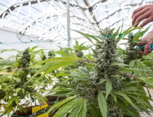 Rescheduling Cannabis Could Bring Big Tax Breaks