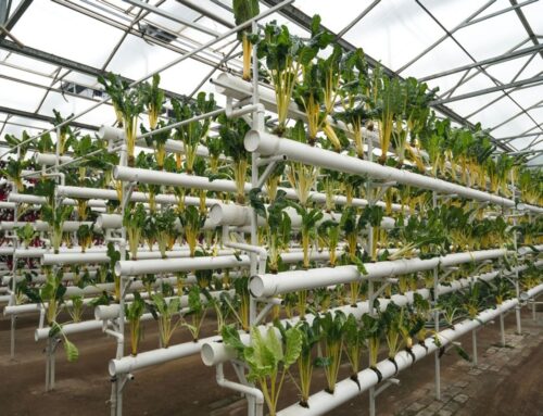 When Sustainable Foods Come With Unexpected Environmental Costs