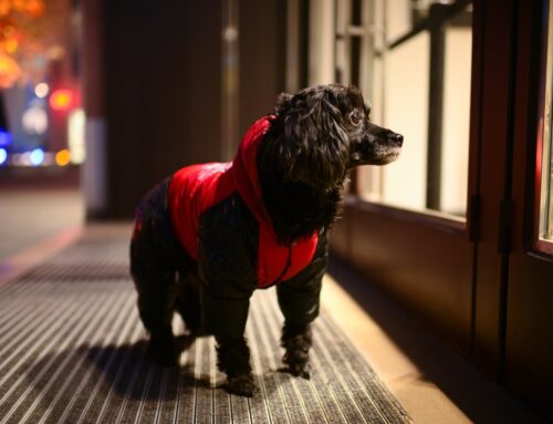 Chewy vs. Walmart: Which Is the Better Way to Invest in Pet Spending?​