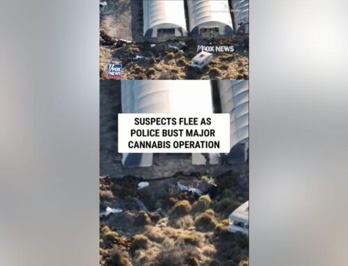 SEE IT: Suspects flee as police bust MAJOR cannabis operation