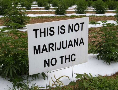 Hemp and marijuana are the same species. So why all the different laws?