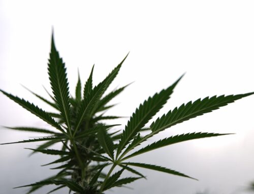 Oklahoma Governor Wants Voters To Revisit Medical Marijuana Legalization Law And ‘Shut It