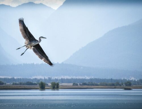 Berkshire Hathaway Energy Montana energises 150MWh BESS