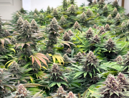 THC Fee Increase in Texas Could Push Patients to the Black Market and Impact Local Busines