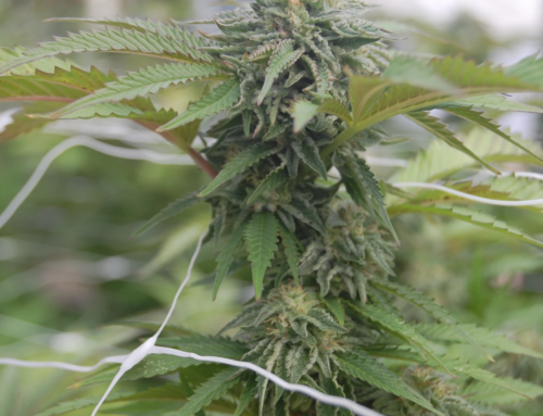 Cannabis crash: Oregon’s pot revenue decline hurts mental health services