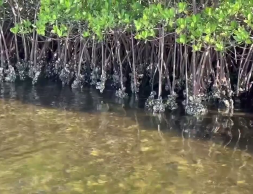 Artificial reef’s success allows for cleaner water and healthier environment for Palmetto