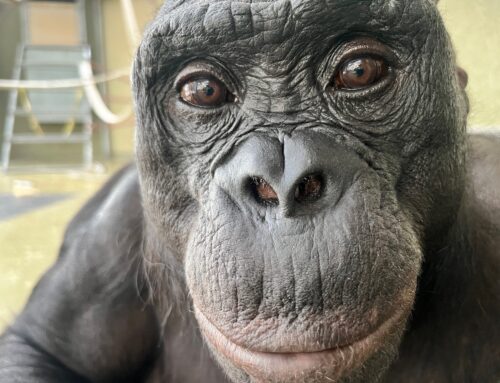 Saturday Citations: Imaginative bonobos; cannabis brain benefits; sneaky beetles