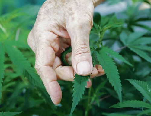 Bills aimed at legalizing recreational marijuana lack support