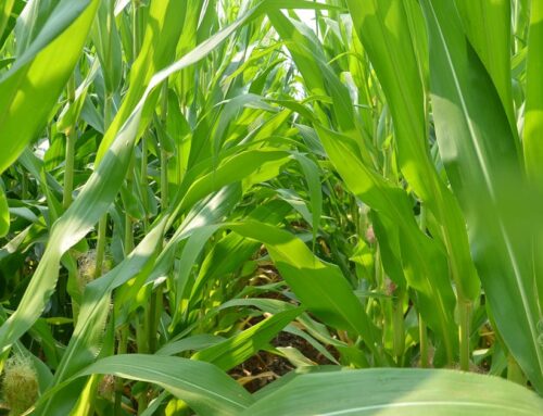 Tomorrow’s plants may tell you if environment is sick