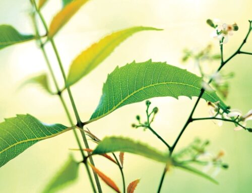 RAS Luxury Skincare Closes $7.5 Million Series B Funding Round