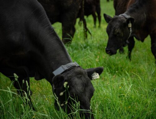 Thiel’s Founders Fund Backs AI Cow Collar Startup at $2 Billion Valuation