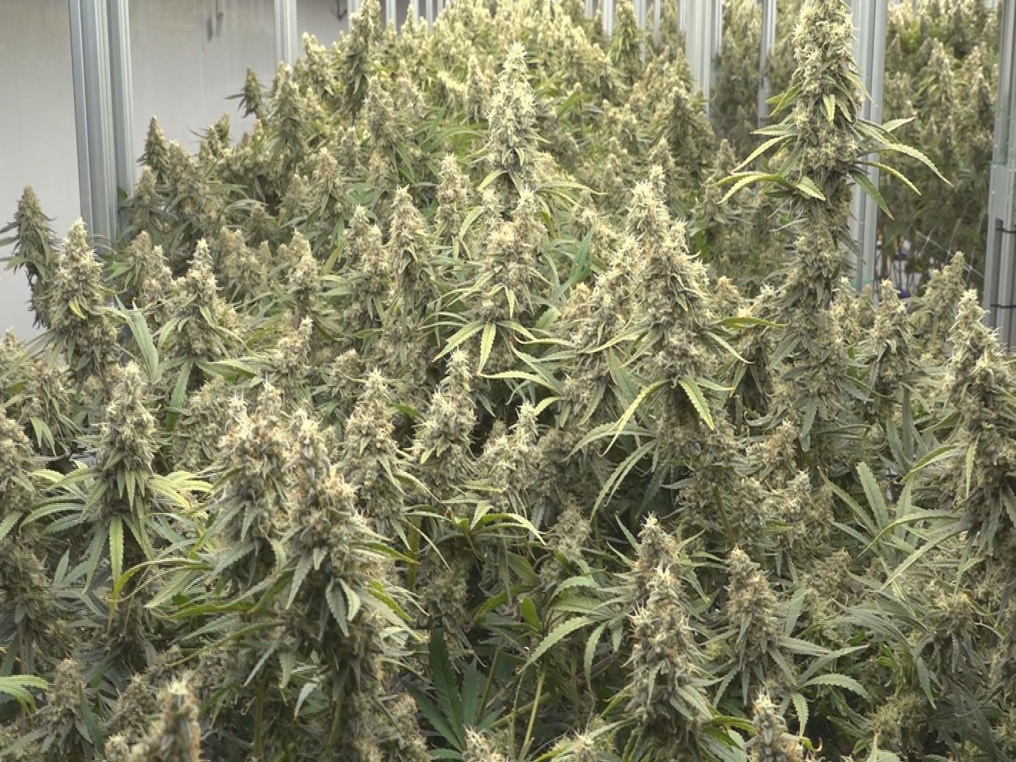 Efforts to challenge OH cannabis law end