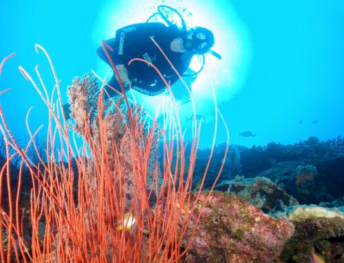 Australia’s environment minister wants to ban fishers and drillers from more ocean – and avoid a culture war